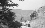 ohne Titel. (Blick zwischen Felsen und Tanne auf das Meer, Küste von Maine).