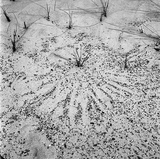 Beach Grass. (Maine).