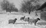 ohne Titel. (Vier Schafe im Schnee, Henssler-Farm).
