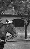 Horses. (Pferd mit Kopfbedeckung im Gespann, Buenos Aires).