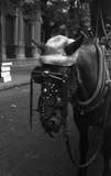 ohne Titel. (Pferd mit Kopfbedeckung im Gespann, Buenos Aires).