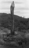 ohne Titel. (Verkommener Stamm eines Kaktus in der Landschaft).