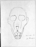 Vorschaubild von Schädel eines Makaken (Affe), von vorn.