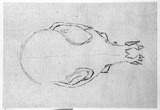 Vorschaubild von Tierschädel mit langgezogenem Nasenbein, in Aufsicht.