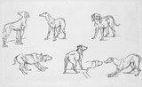Vorschaubild von Sieben Hundestudien.