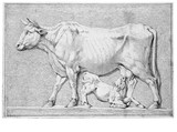 Vorschaubild von Eine säugende Kuh mit Kalb. Nach einem antiken Relief.