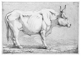 Vorschaubild von Stehender Stier. Rechte Seitenansicht.