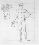 Vorschaubild von Proportionsstudien eines stehenden nackten Jünglings, von vorn.