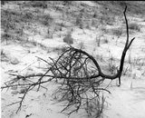 Beach grass nr. 2.