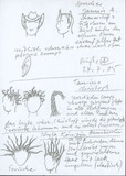 Thumbnail Page  - 